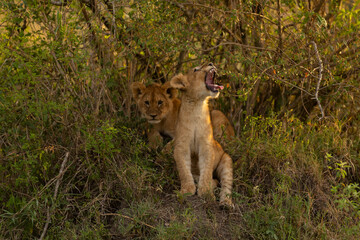 lion cub panthera leo