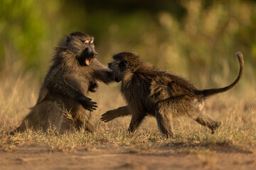 baboons fighting