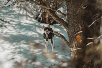 Wild wolf standing alert in a snowy forest surrounded by trees and natural winter landscape