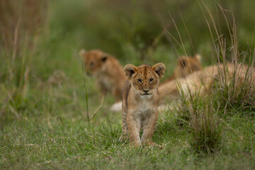 lion cub in the grass