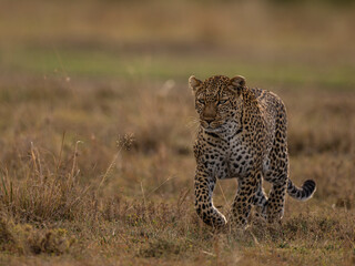 leopard in the grass