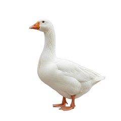 A majestic white goose stands on a transparent background showcasing its elegant profile and orange beak a detailed poultry portrait with crisp feathers and a natural stance perfect for agricultural