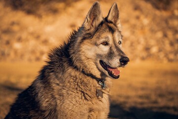 Close-up portrait of a happy German Shepherd dog with thick fur and attentive expression in outdoor natural light