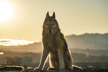 Majestic wolf sitting on a rock with a sunset background and mountain landscape showcasing wildlife in natural habitat
