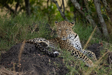 leopard on the rock