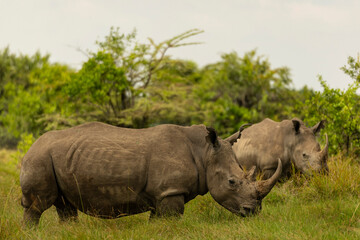 rhino in the wild © KENNEDY