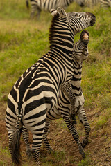 Obraz premium zebras fighting