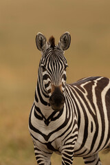 Naklejka premium potrait of zebra