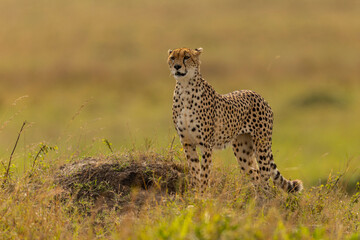 cheetah in masai mara