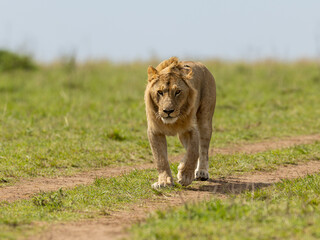 lion in the grass