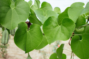 Natural heart shape green leaves in the garden
