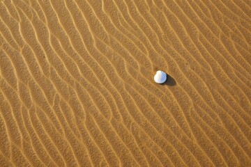 Seashell on beach sand texture background summer vacation concept art