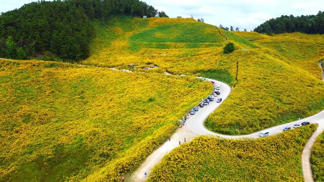 Aerial view of the Dok Bua Tong flower field at Doi Mae U Kho in Mae Hong Son, Thailand