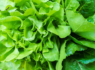 Green romaine lettuce leaves background farm plant growth garden vegetale salad, raw food fresh for...