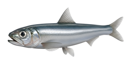 Silver fish, small oceanic creature with scales, close-up shot