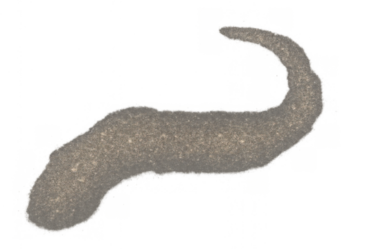 Leech animal with textured skin isolated on transparent background, bloodsucking parasite organism