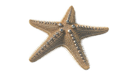 Detailed close-up of a textured starfish on a plain backdrop