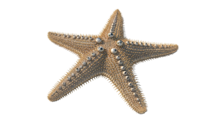 Detailed close-up of a textured starfish on a plain backdrop
