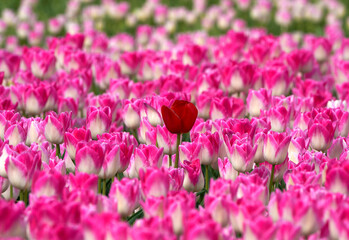 Fields of pink tulips in blossom, Netherlands