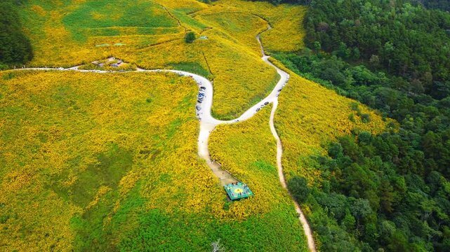 Aerial view of the Dok Bua Tong flower field at Doi Mae U Kho in Mae Hong Son, Thailand