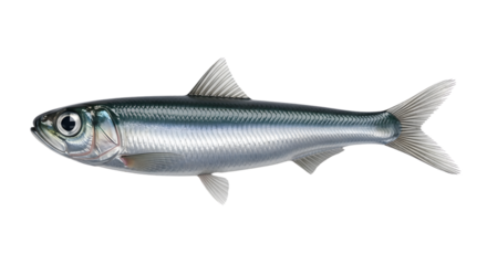 Fresh marine fish, a silvery sardine, isolated on a clean background