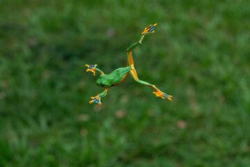 A green flying frog (Rhacophorus reinwardtii) glides through the rainforest in Java, Indonesia. © Lauren