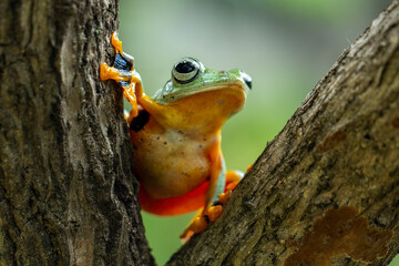 Green flying frog (Rachophorus reinwardtii) It is variously known under the common names of black webbed tree frog, green flying frog, or Javan tree frog.