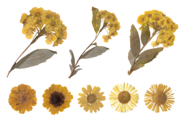 Collection of yellow pressed dried flowers and blooms for scrapbook Journaling vintage