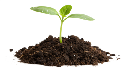 Vibrant green seedling emerging from rich dark soil