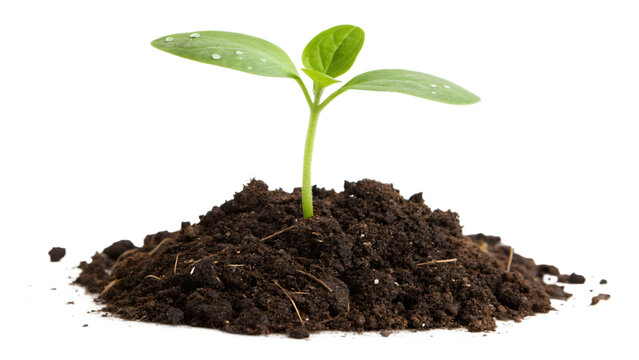 Vibrant green seedling emerging from rich dark soil