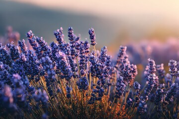 Close Up View Of Purple Lavender Flowers At Sunset With Golden Light and Blurred Background
