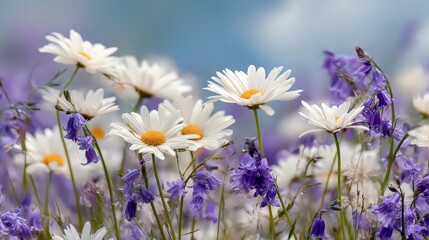 Close Up View of White Daisies with Yellow Centers Among Purple Flowers Under Blue Sky