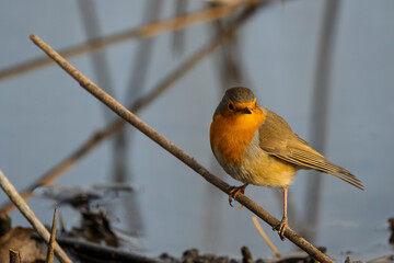 Portrait of a robin perched on dry grass at the edge of a pond