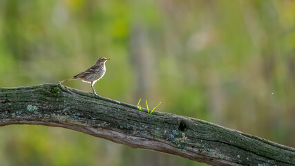Marsh pipit on a dead branch above a pond