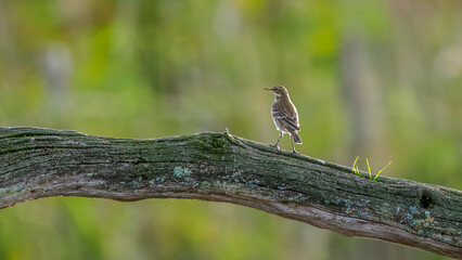 Marsh pipit on a dead branch above a pond