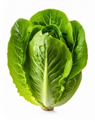Fototapeta premium Fresh Green Romaine Lettuce Head Isolated on White Background.