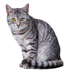 A Majestic Silver Tabby Cat With Intense Yellow Eyes Sits Poised Against a Stark Black Background Showcasing Detailed Fur Patterns And A Regal Demeanor