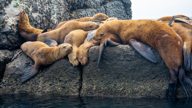 Steller sea lions rest on a landing stage in the town of Nevelsk on Sakhalin Island.	