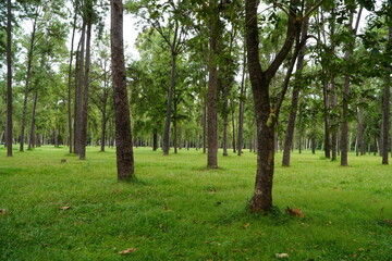 Mae Taeng Pine Forest
