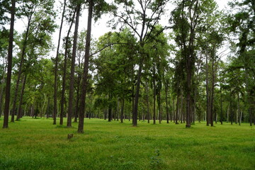 Mae Taeng Pine Forest