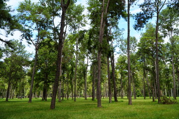 Mae Taeng Pine Forest
