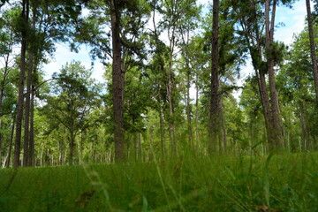 Mae Taeng Pine Forest