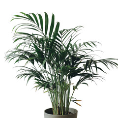 A Realistic Potted Parlor Palm Tree with Lush Green Fronds and Thin Stalks on a Transparent Background with Soft Studio Lighting
