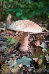 mushroom in the forest