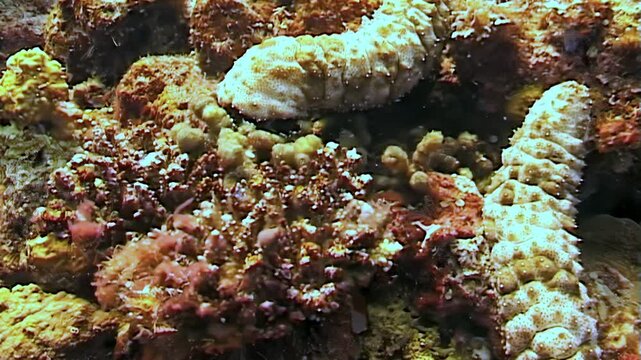 Observe sea cucumbers moving along the reef seabed in Papua New Guinea and Indonesia. These echinoderms feed in the tropical waters, playing a vital part in the ecosystem.