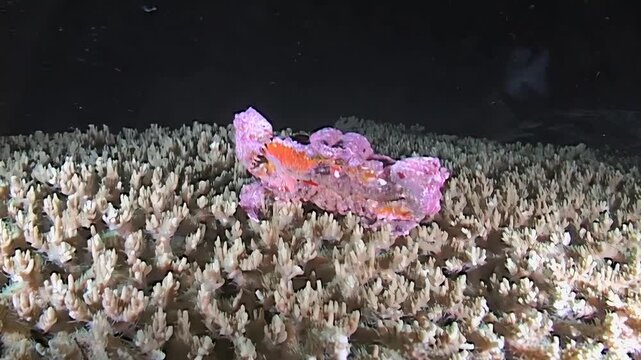 A decorator crab, family Majidae, finds a home amongst the coral. This crustacean is located in the waters of Papua New Guinea, Indonesia at night.