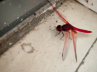 A vibrant red dragonfly resting on a tiled surface, showing its translucent veined wings and striking crimson body in crisp detail.