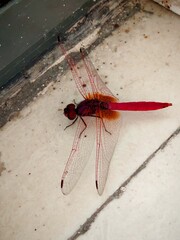 A vibrant red dragonfly resting on a tiled surface, showing its translucent veined wings and striking crimson body in crisp detail.