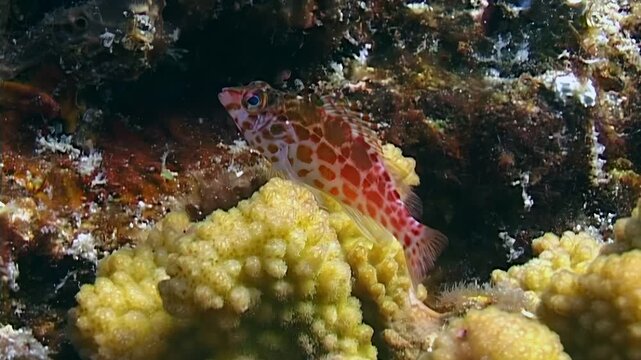 Observe a vibrant coral dwelling, an endemic fish hiding among the soft corals. This captivating habitat thrives in the waters of Triton Bay, Indonesia, during daylight hours.