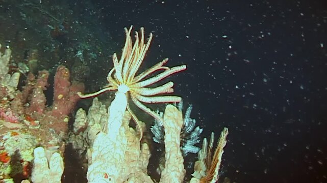 Observe a vibrant coral reef in Papua New Guinea. A crinoid or feather star clings to the coral, its feathery arms swaying gently in the current of the equatorial waters during the day.